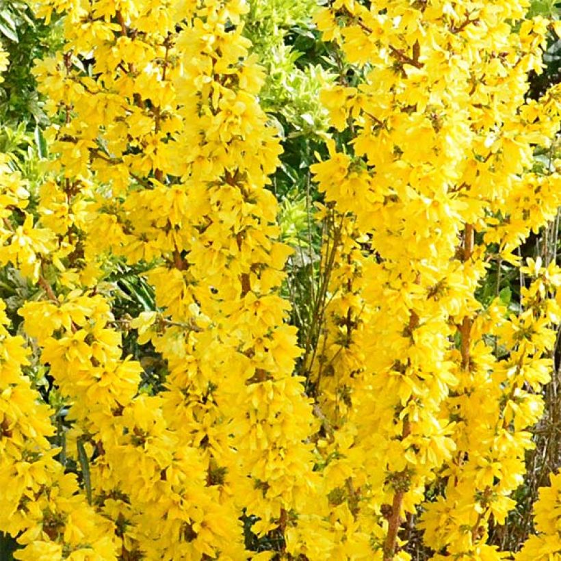 Forsythia intermedia Mikador (Flowering)