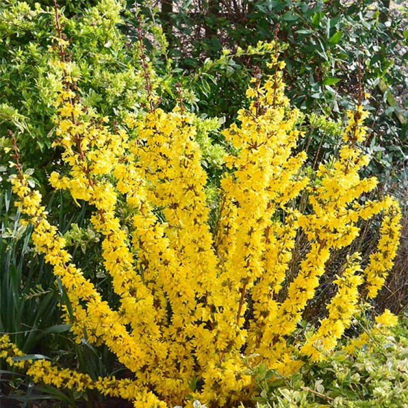 Forsythia intermedia Mikador (Plant habit)