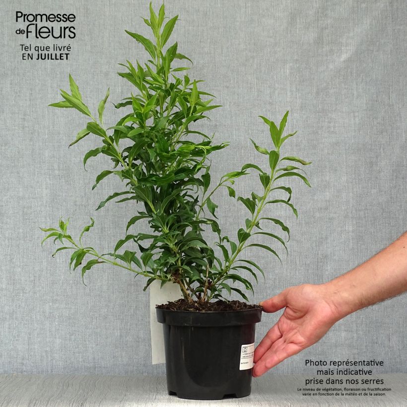 Forsythia intermedia Mikador 2L/3L pot sample as delivered in summer