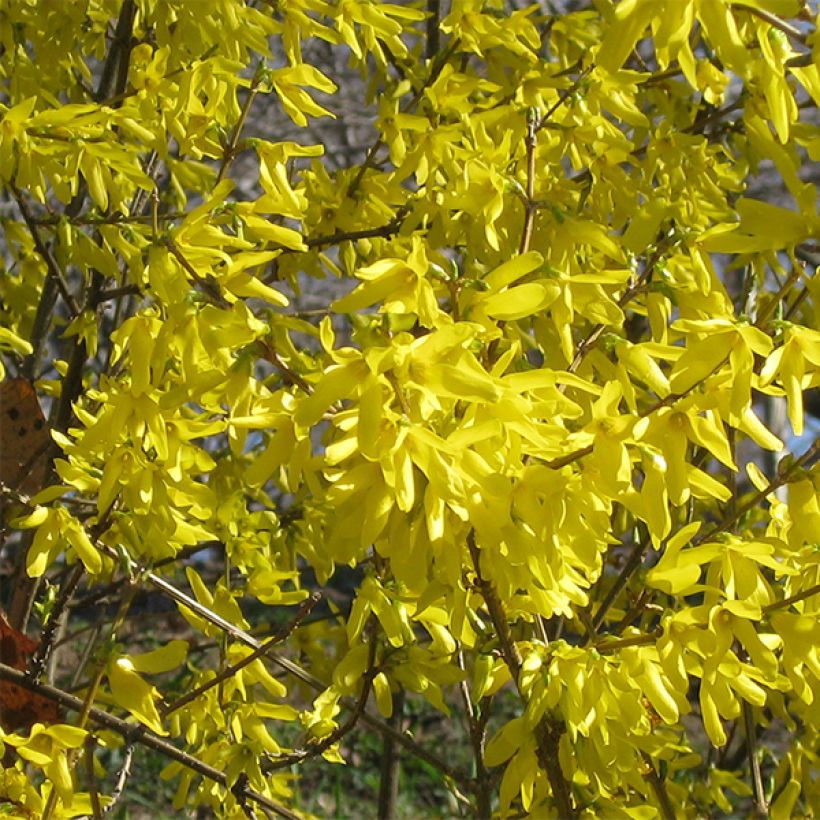 Forsythia intermedia Nimbus (Flowering)