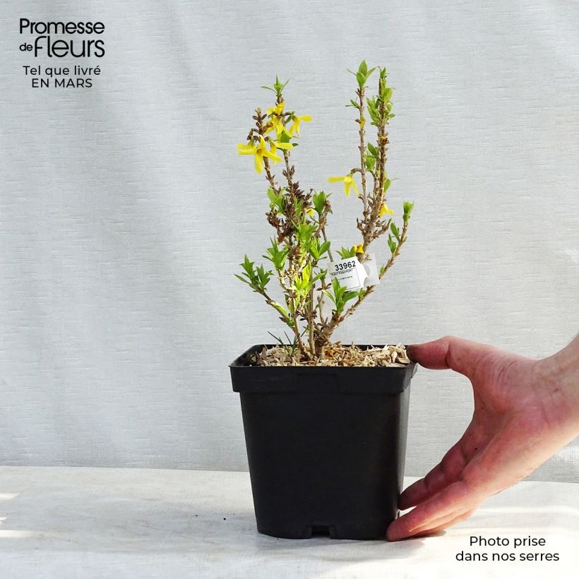Forsythia intermedia Nimbus 2L/3L pot sample as delivered in winter