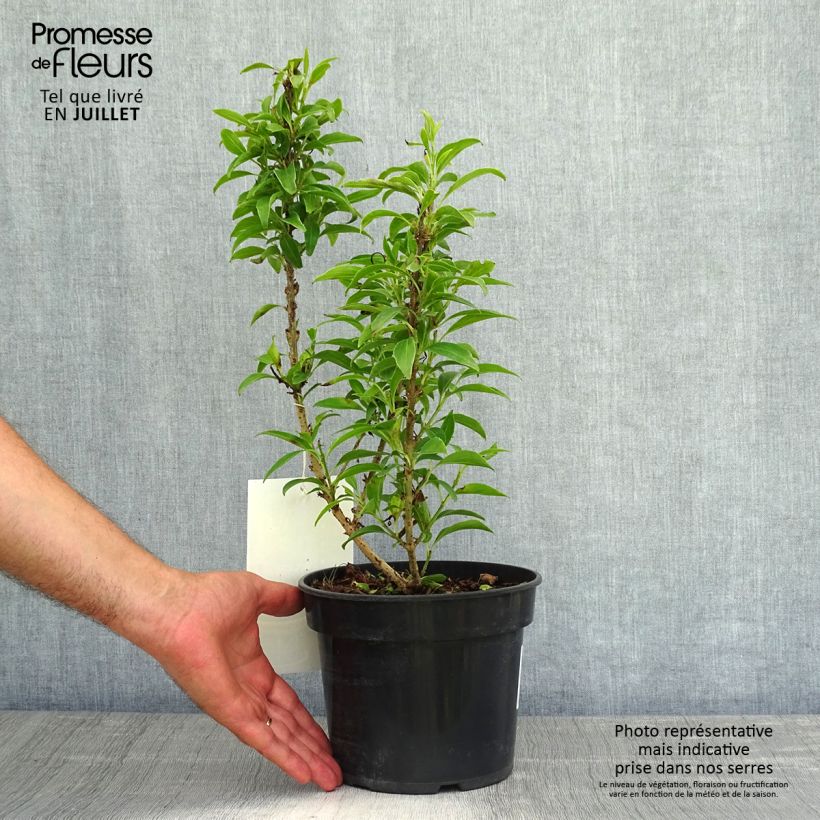 Forsythia intermedia Nimbus 3L/4L pot sample as delivered in summer