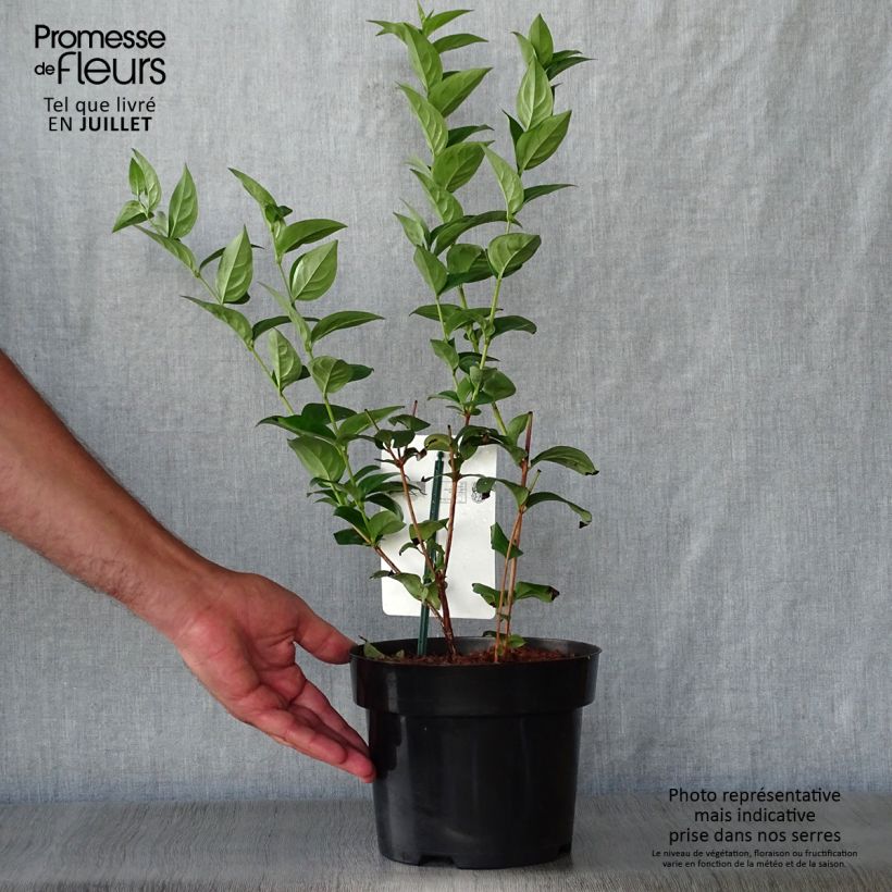 Abeliophyllum distichum - White Forsythia 2L/3L pot sample as delivered in summer