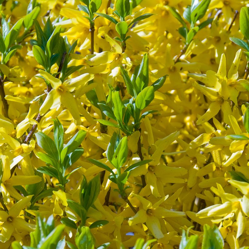 Forsythia intermedia Golden Times (Flowering)