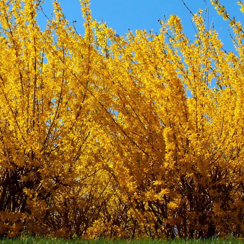 Forsythia intermedia Golden Times (Plant habit)