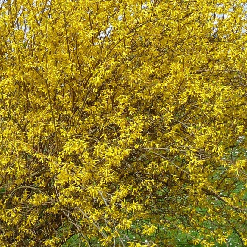 Forsythia intermedia Lyngold (Flowering)