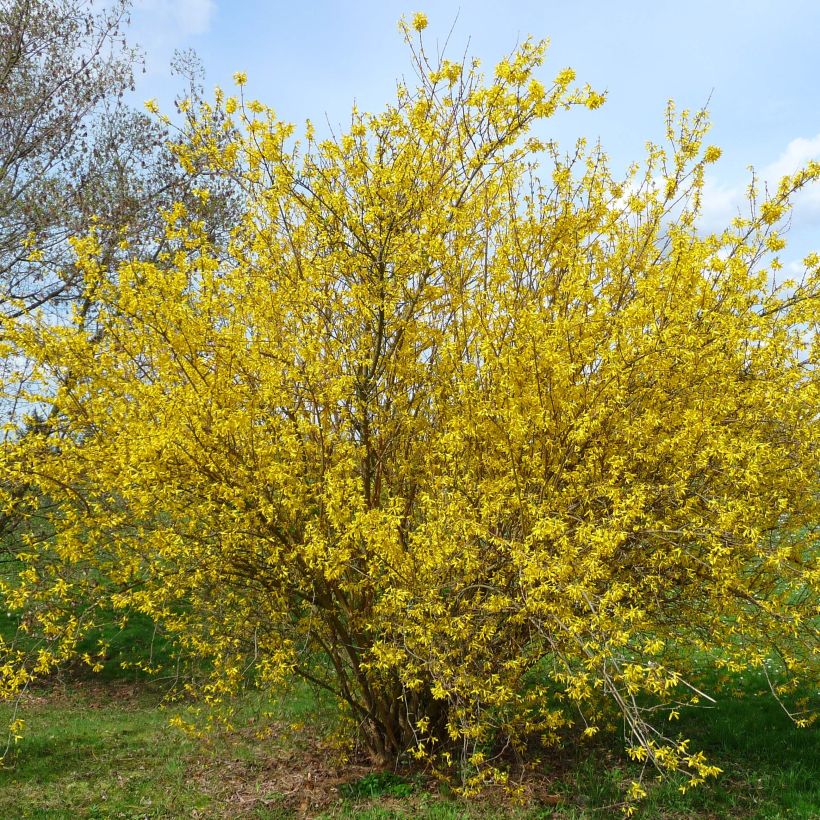 Forsythia intermedia Lyngold (Plant habit)