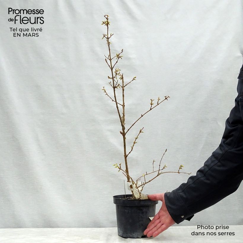 Forsythia intermedia Lyngold Bare root sample as delivered in spring