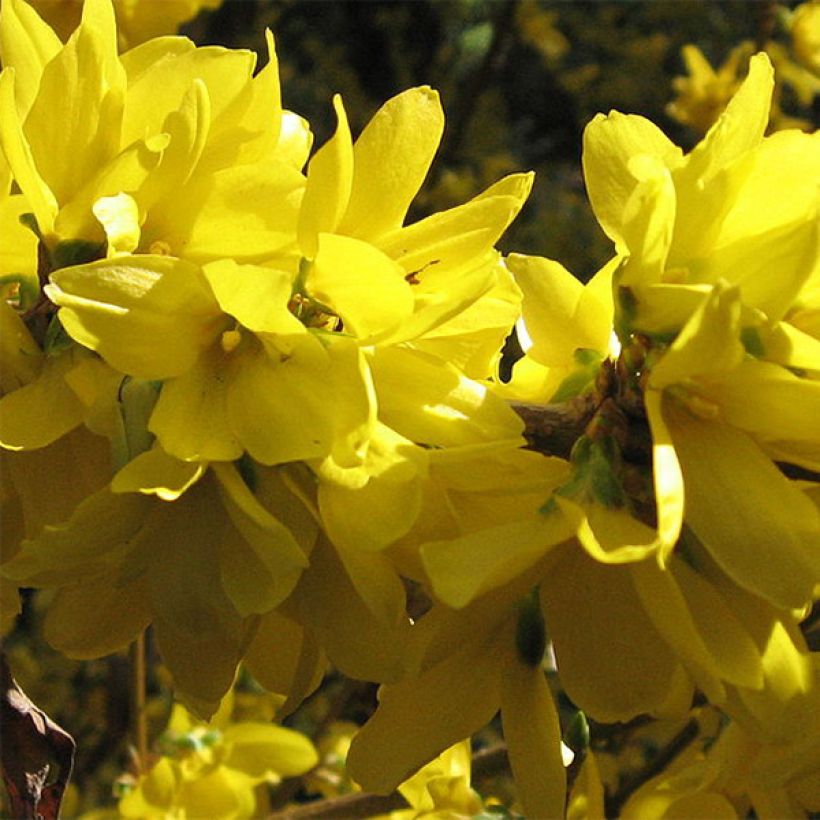 Forsythia intermedia Spectabilis (Flowering)