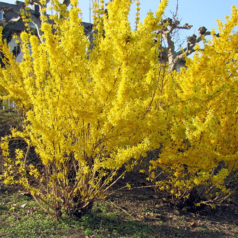 Forsythia intermedia Spectabilis (Plant habit)