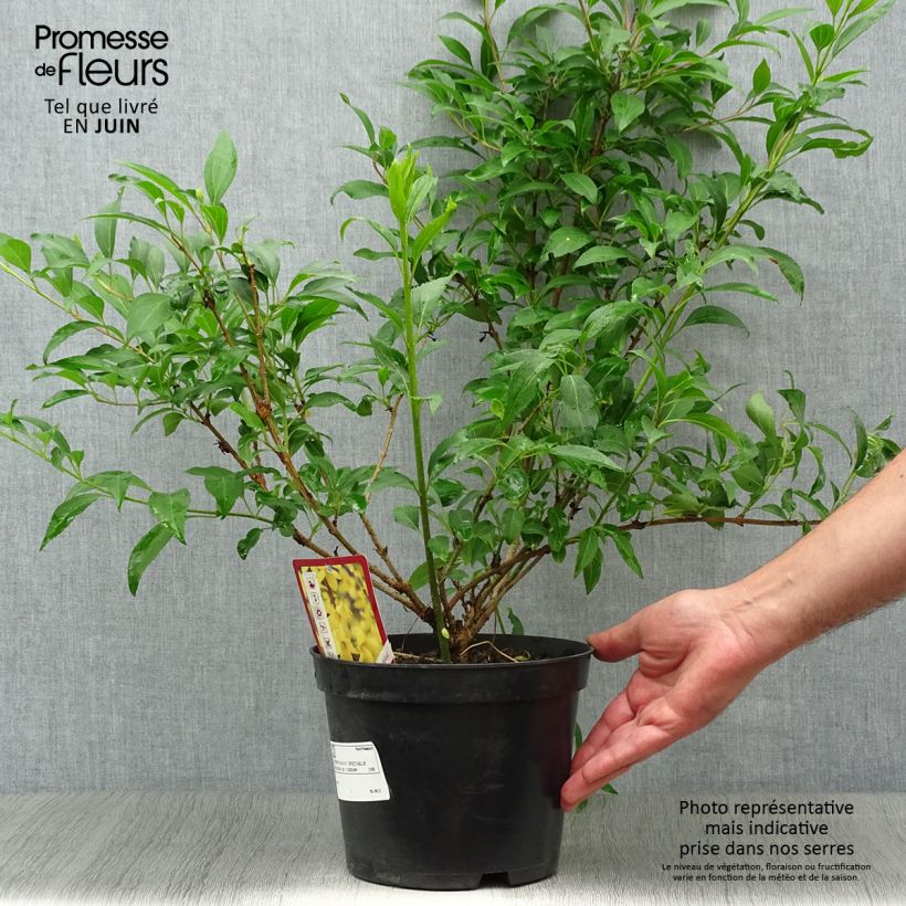 Forsythia intermedia Spectabilis 2L/3L pot sample as delivered in summer