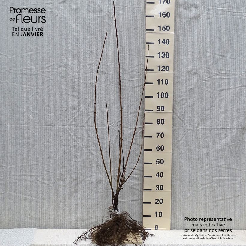 Forsythia intermedia Spectabilis Bare root sample as delivered in winter