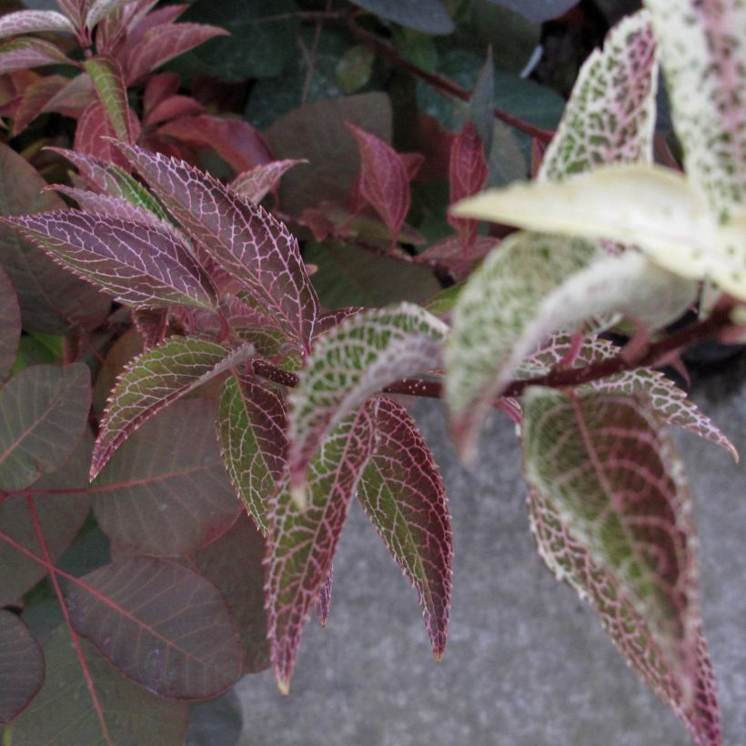 Forsythia koreana Kumsun (Foliage)