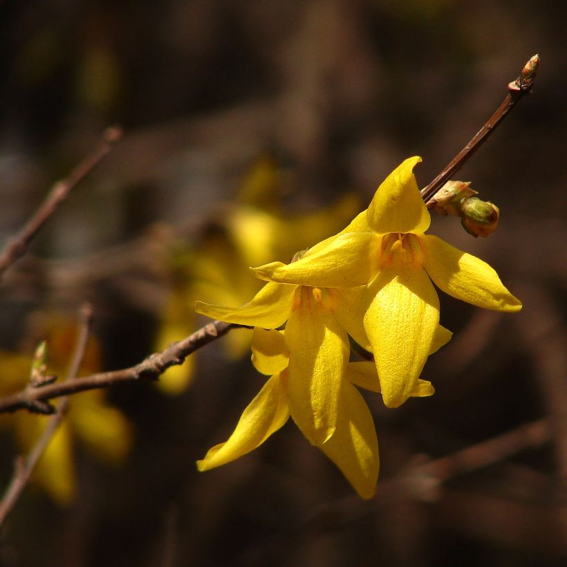 Forsythia koreana Kumsun (Flowering)