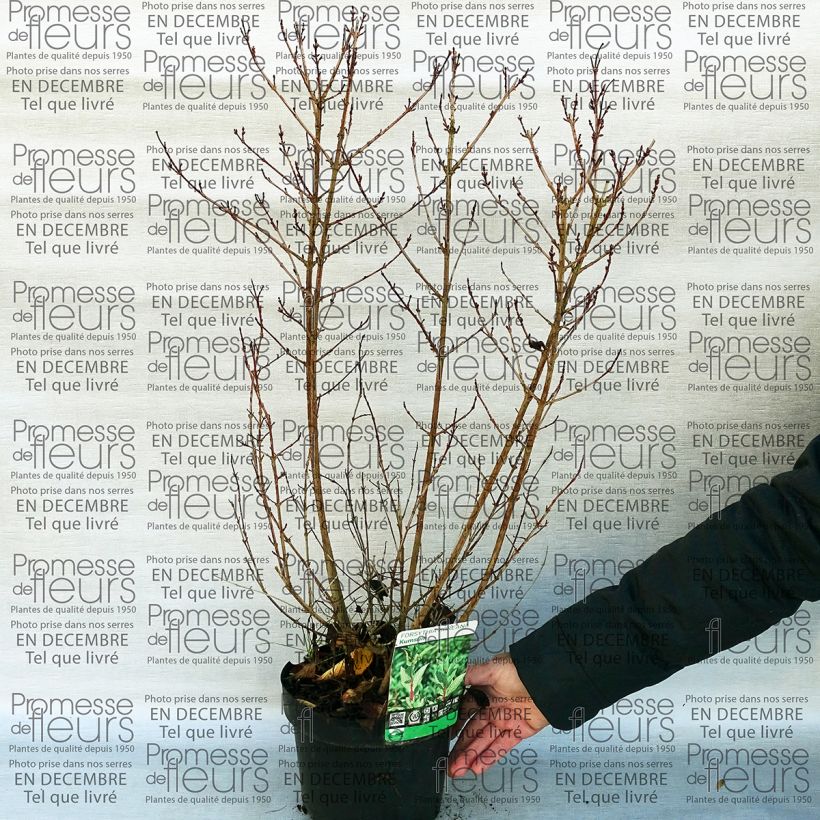 Example of Forsythia koreana Kumsun specimen as delivered