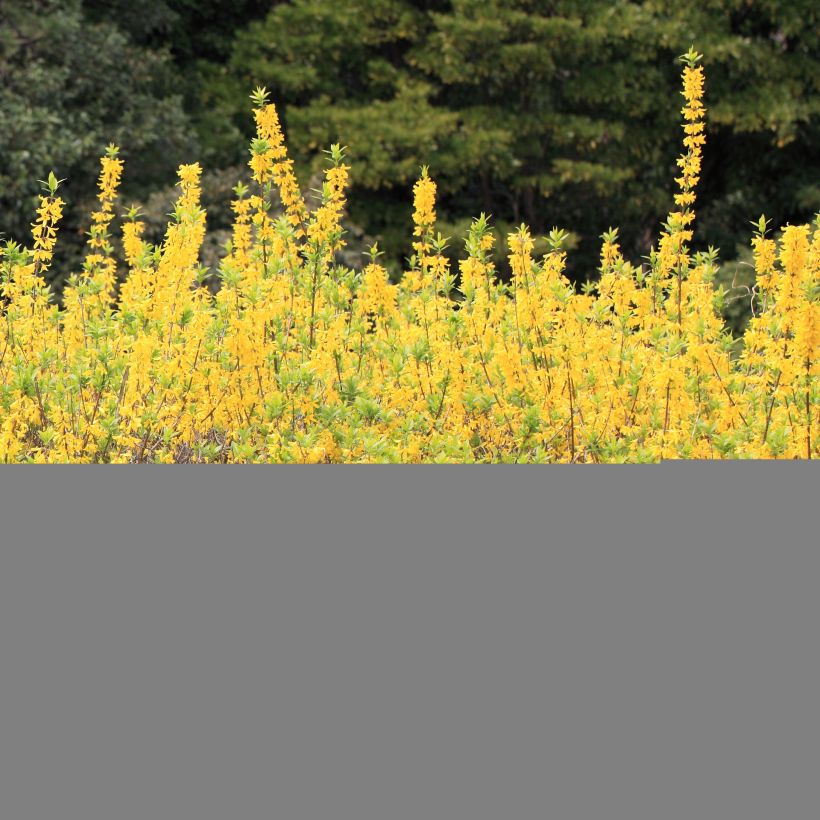 Forsythia viridissima Citrus Swizzle (Plant habit)