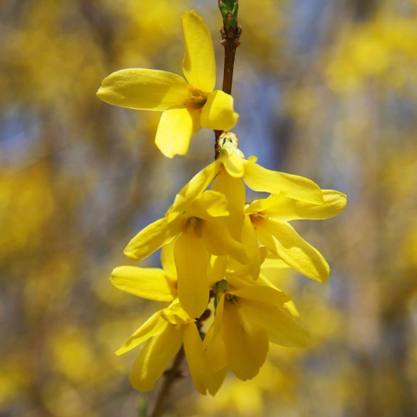 Forsythia intermedia Goldrausch (Flowering)