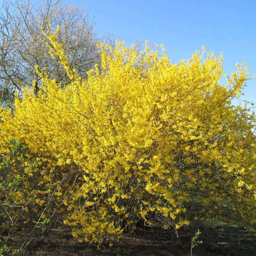 Forsythia intermedia Goldrausch (Plant habit)