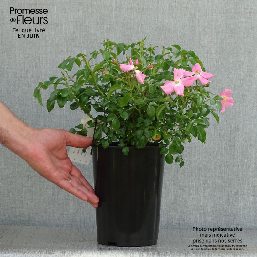 Rosa x floribunda 'Fortuna' - Floribunda Rose 2L/3L pot sample as delivered in summer