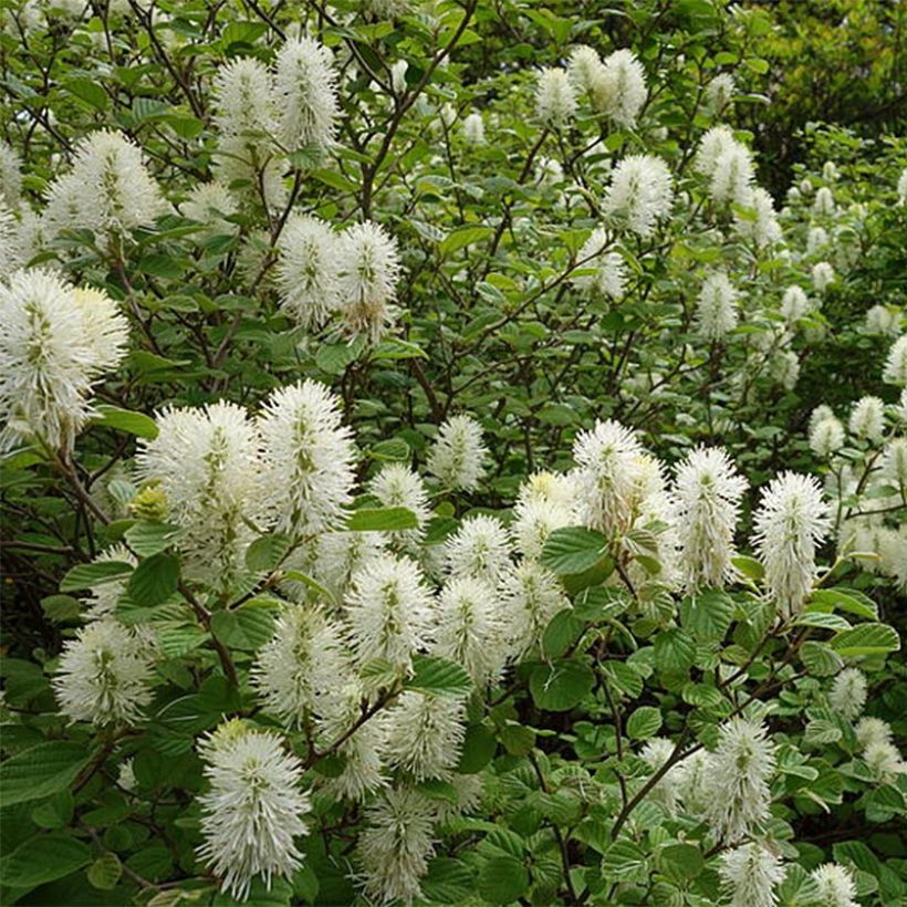 Fothergilla gardenii (Plant habit)