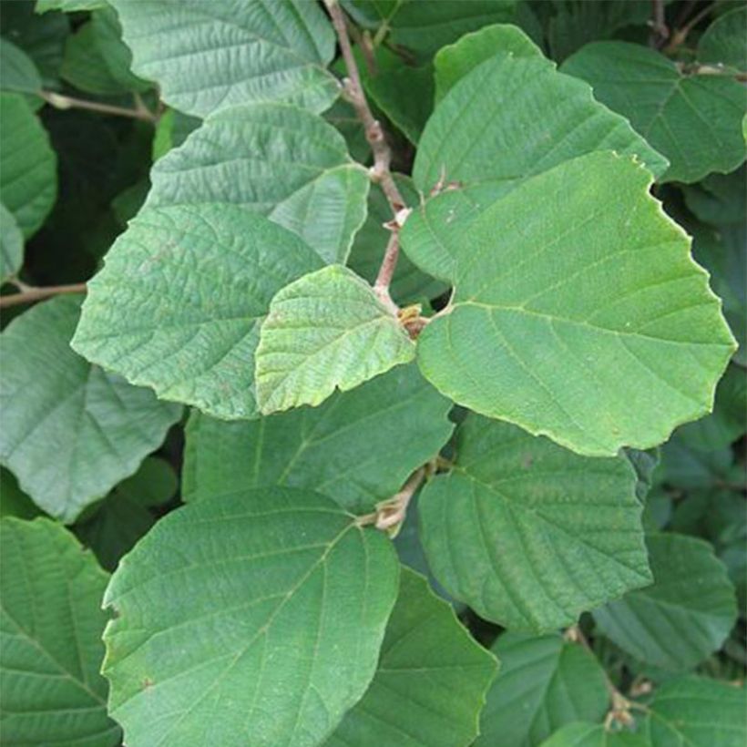 Fothergilla gardenii (Foliage)