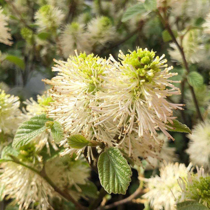 Fothergilla gardenii (Flowering)