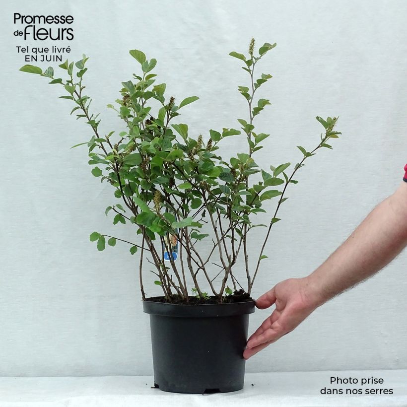 Fothergilla gardenii 3L/4L pot sample as delivered in summer