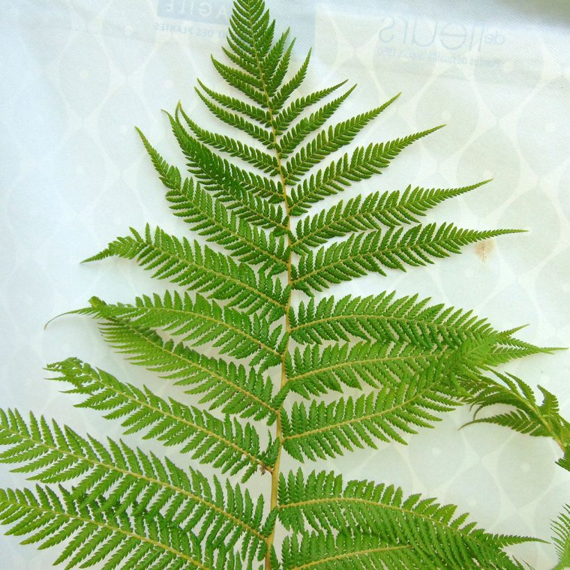 Dicksonia antarctica - Tree Fern (Foliage)