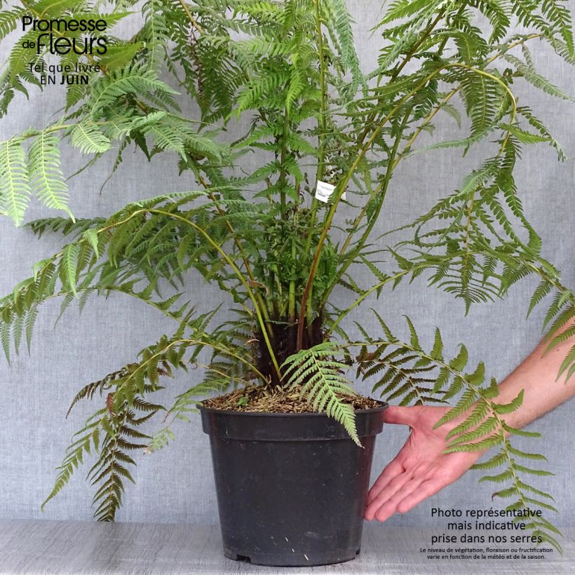 Dicksonia antarctica - Tree Fern 4L/5L pot sample as delivered in summer