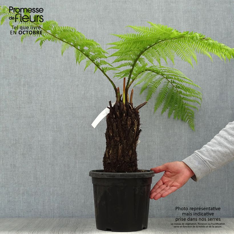 Dicksonia antarctica - Tree Fern 4L/5L pot sample as delivered in summer