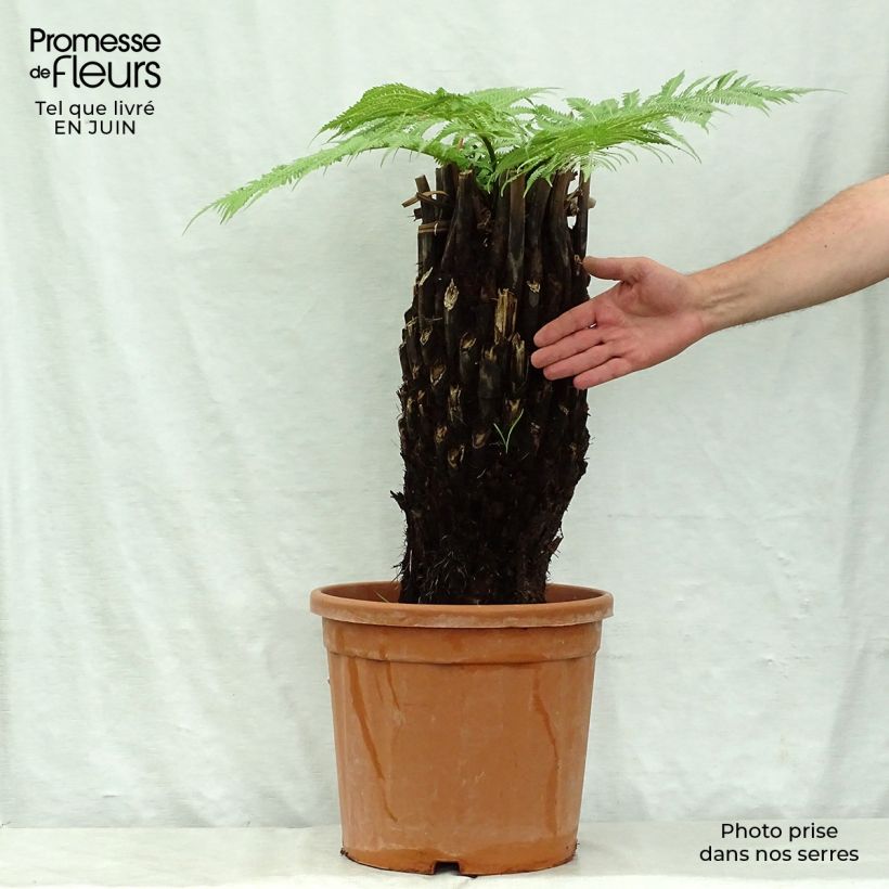 Dicksonia antarctica - Tree Fern 6L/7L pot sample as delivered in summer