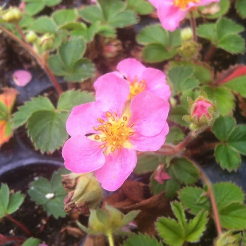 Fragaria Pink Panda (Plant habit)