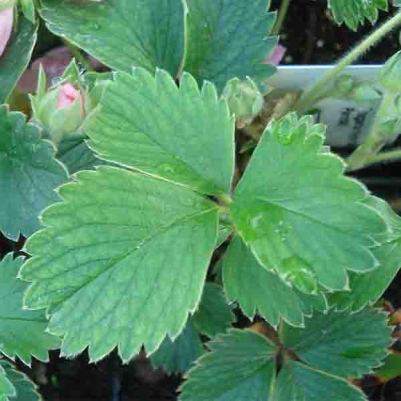 Fragaria Pink Panda (Foliage)