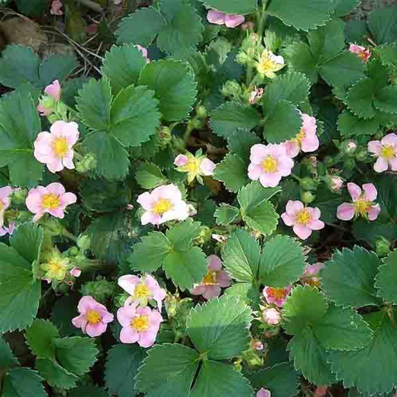 Fragaria Pink Panda (Flowering)