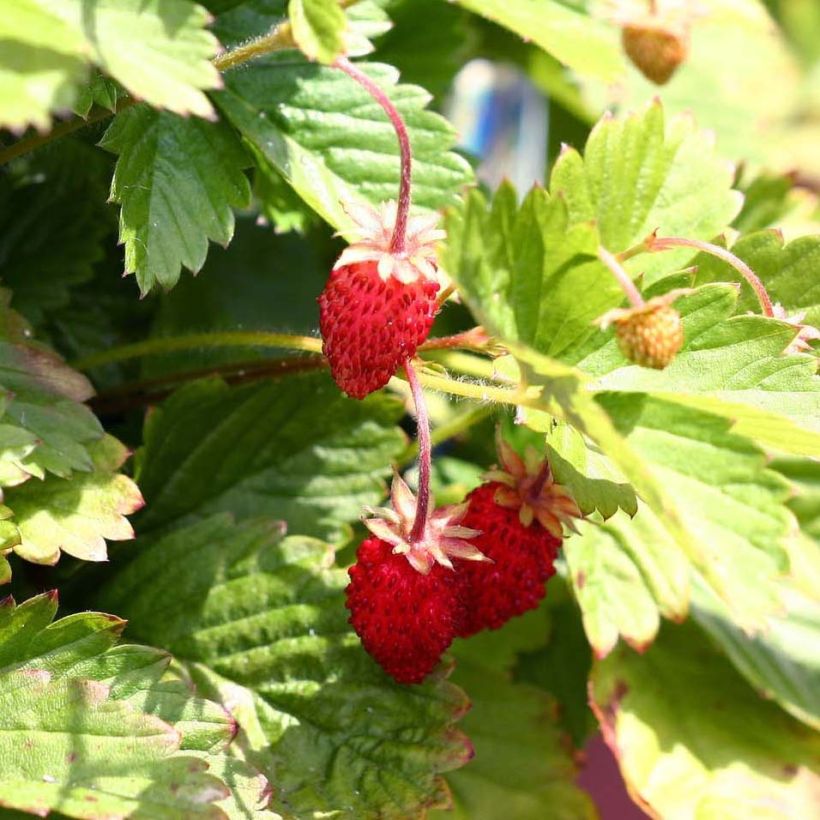 Wild strawberry Alexandria - Fragaria vesca (Harvest)