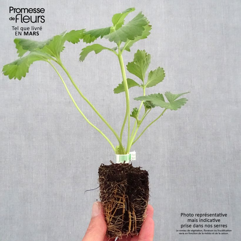 Organic Strawberry Anaïs (everbearing)  - Fragaria ananassa Root ball 5cm x 7cm sample as delivered in spring