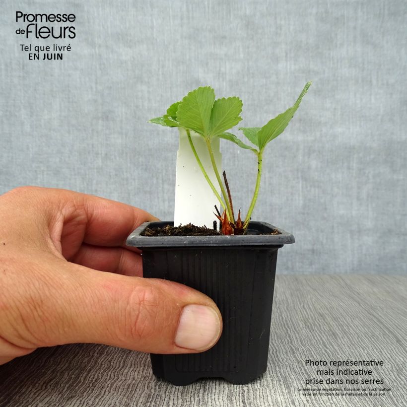 Strawberry Anaïs plants (everbearing) - Fragaria ananassa 7/8 cm pot sample as delivered in summer