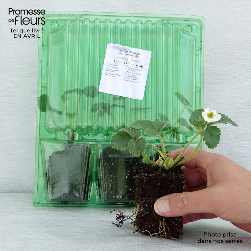 Fragaria ananassa Charlotte Root ball 5cm x 7cm sample as delivered in spring