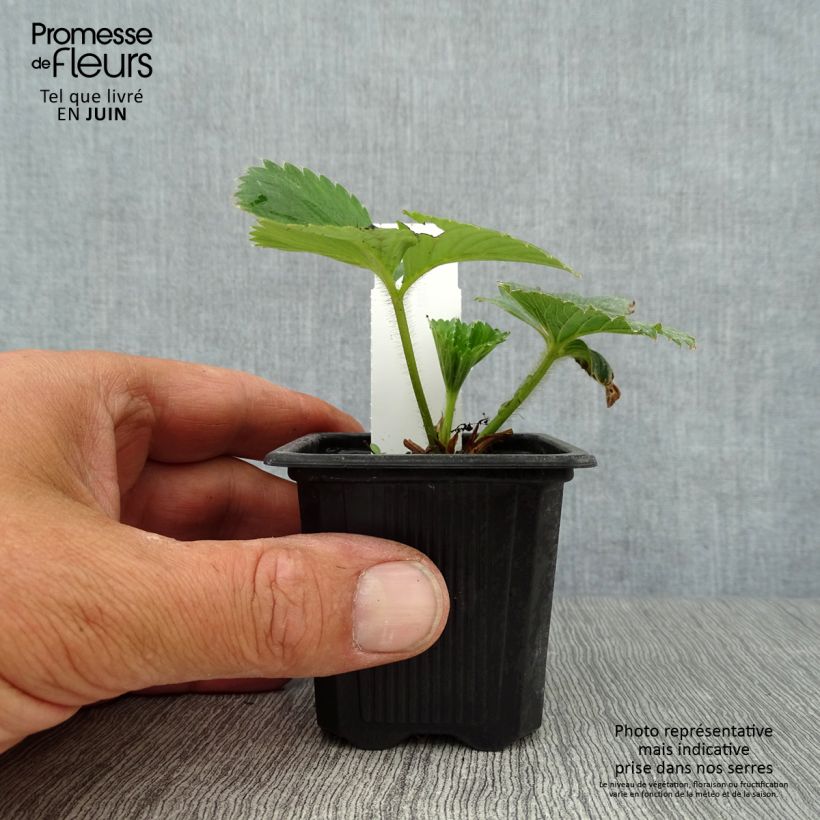 Charlotte Strawberry (everbearing) - Fragaria ananassa 7/8 cm pot sample as delivered in summer