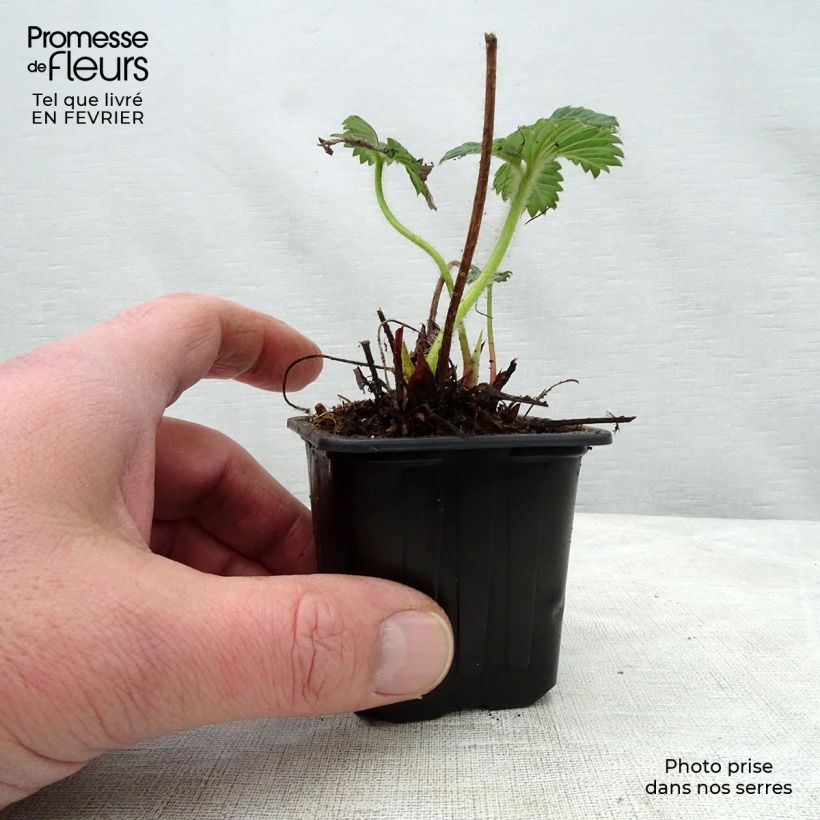 Strawberry Cherry Berry - Fragaria ananassa 7/8 cm pot sample as delivered in winter