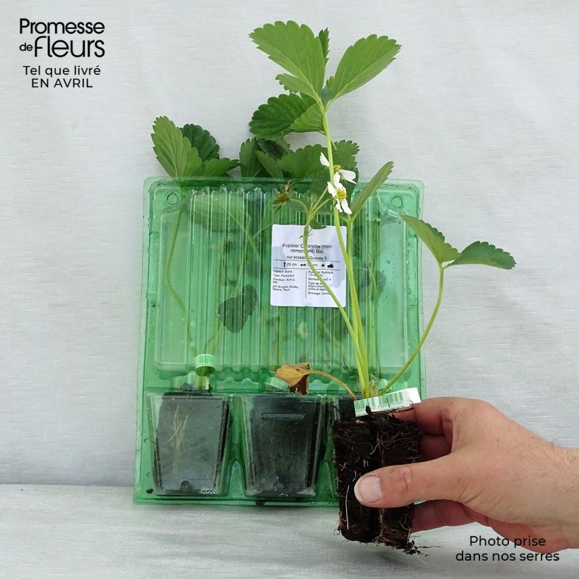 Organic Strawberry Ciflorette - Fragaria ananassa Root ball 5cm x 7cm sample as delivered in spring