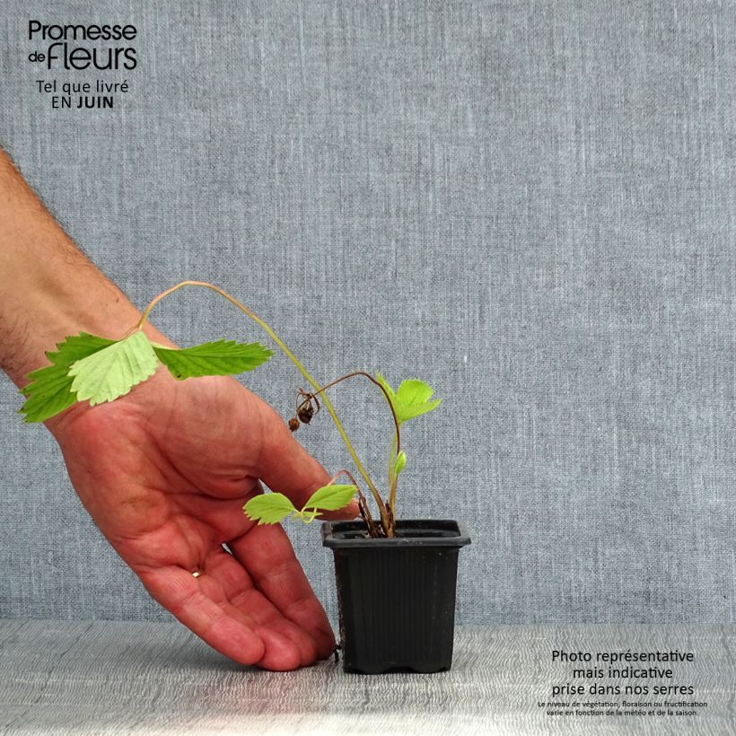 Strawberry Ciflorette - Fragaria ananassa 7/8 cm pot sample as delivered in summer