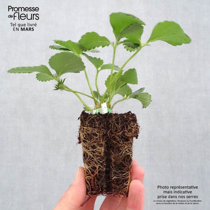 Strawberry Cijosée - Fragaria ananassa Root ball 5cm x 7cm sample as delivered in spring