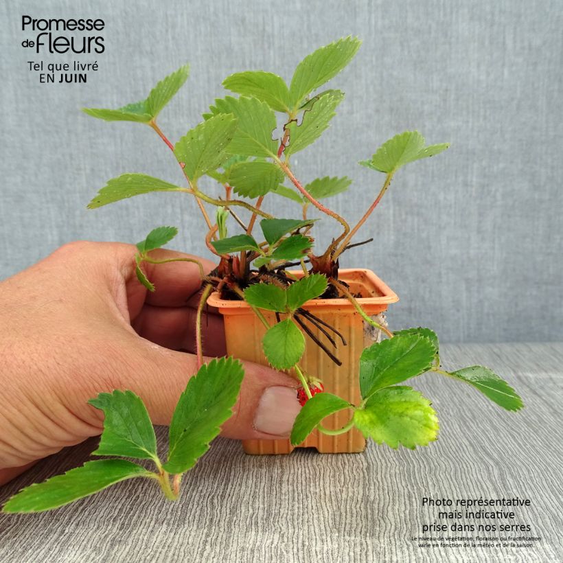 Strawberry Cirafine (everbearing) - Fragaria ananassa 7/8 cm pot sample as delivered in summer