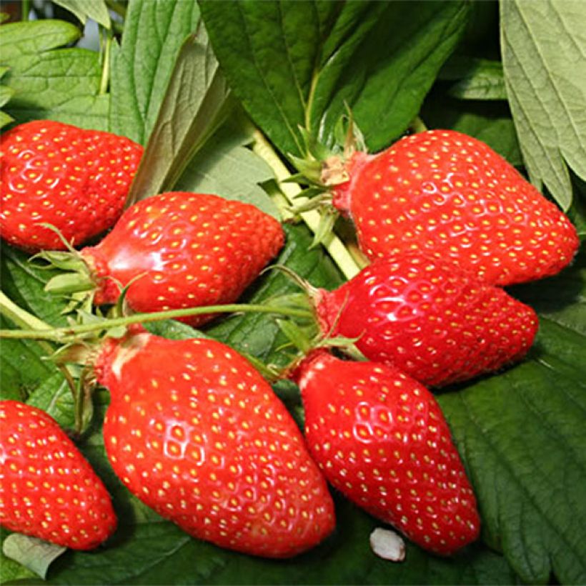 Strawberry Gariguette - Fragaria ananassa (Harvest)