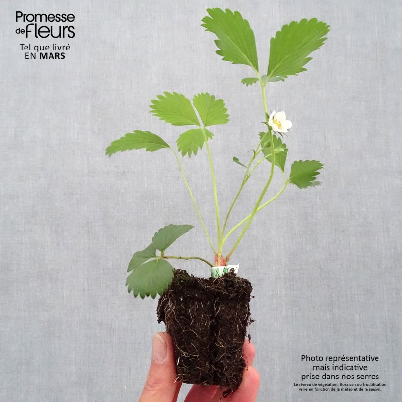 Organic Strawberry Gariguette - Fragaria ananassa Root ball 5cm x 7cm sample as delivered in spring