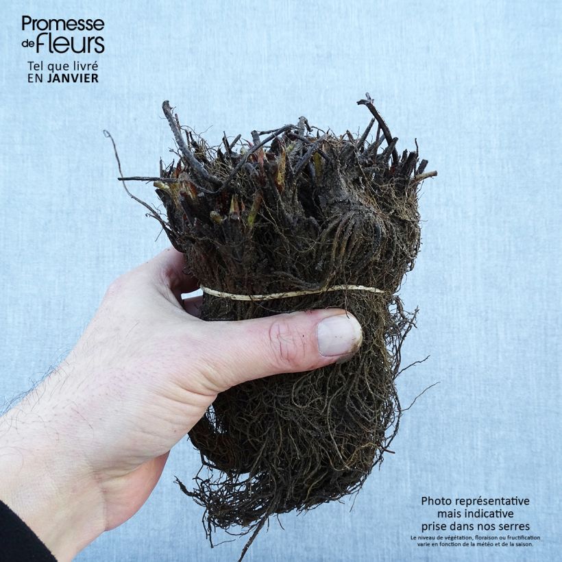 Strawberry Gariguette - Fragaria ananassa Bare root sample as delivered in winter