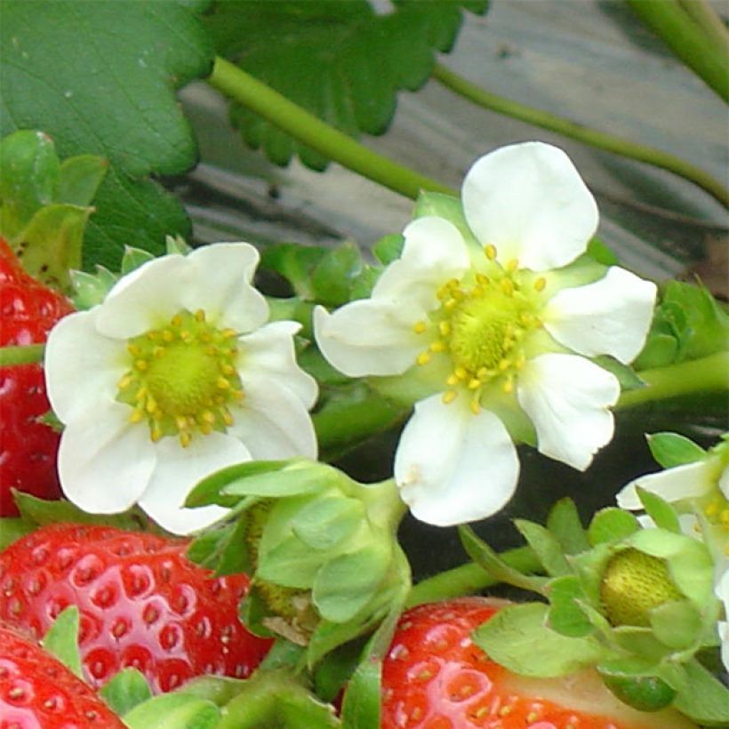 Strawberry Maestro - Fragaria ananassa (Flowering)