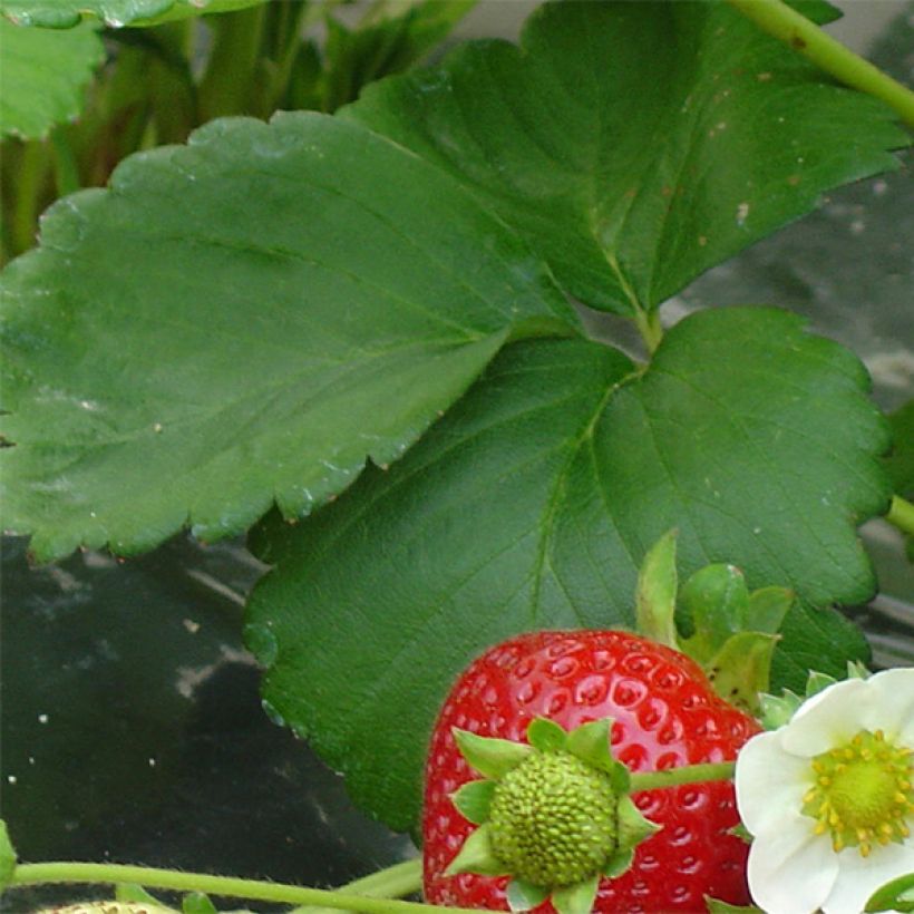 Strawberry Maestro - Fragaria ananassa (Foliage)
