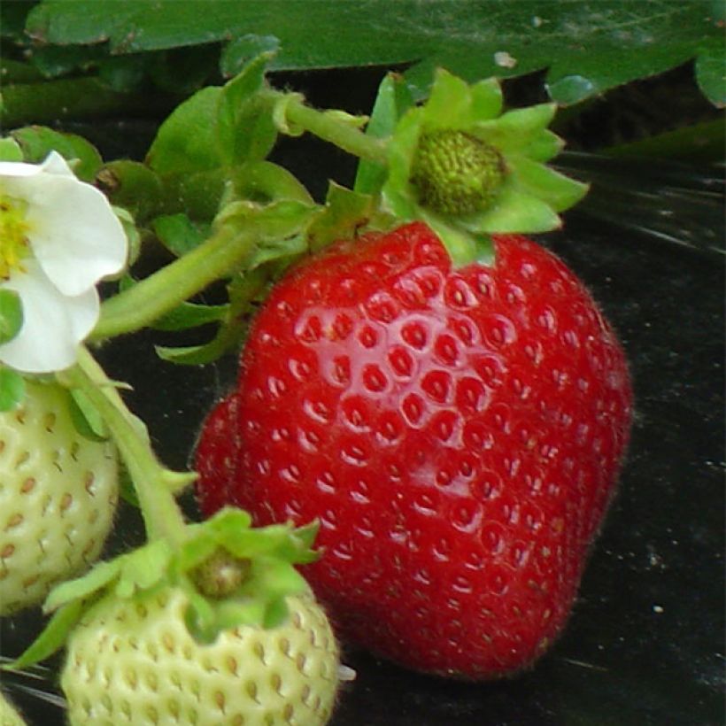Strawberry Maestro - Fragaria ananassa (Harvest)